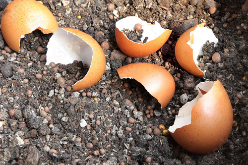 broken egg shells on soil. using eggshell as a fertilizer. Recycling kitchen waste for gardening. Egg shells is applied to the tree and is a natural fertilizer.