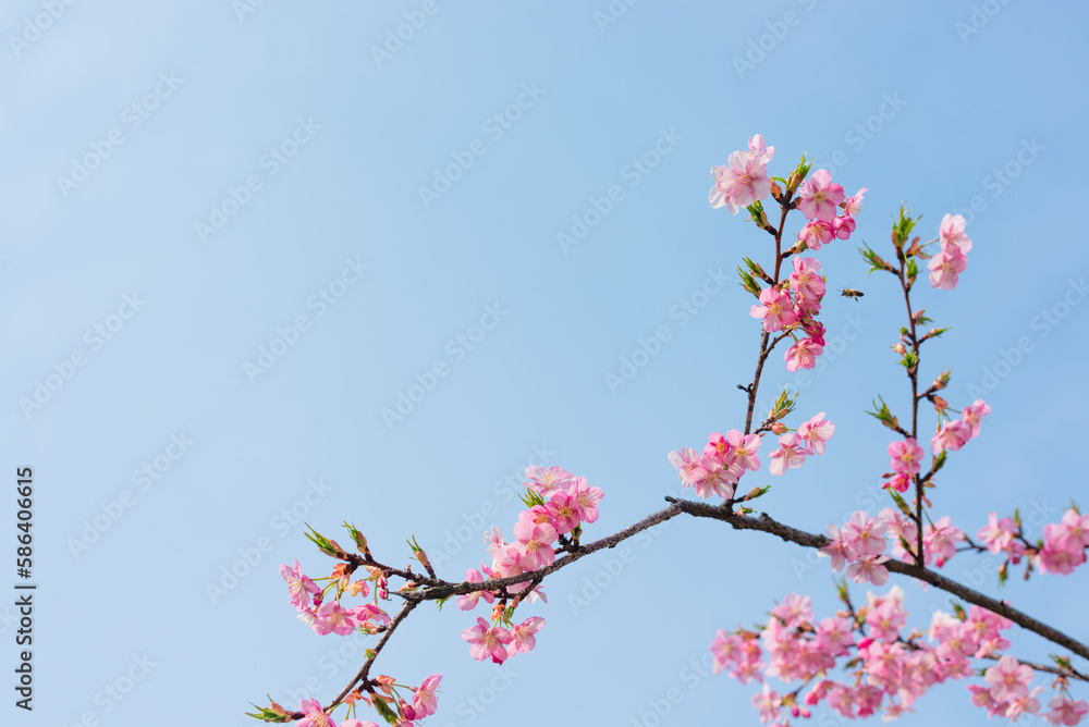 Cherry Blossom and Blue Sky Cherry Blossom and Blue Sky