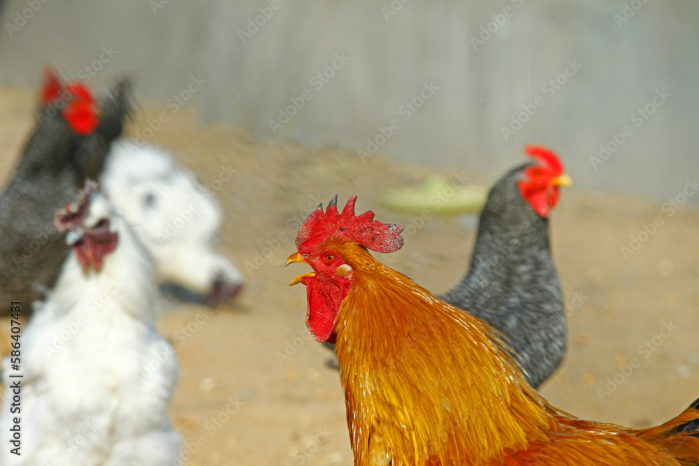 Fototapeta premium In the courtyard of the chicken