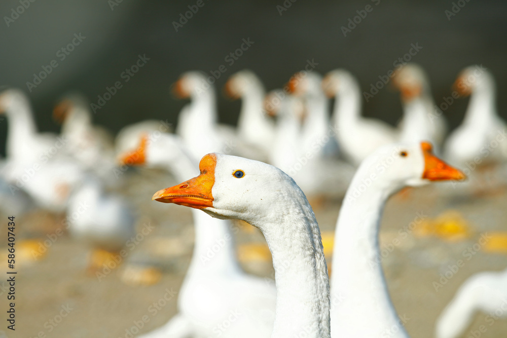 Obraz premium The goose in the yard