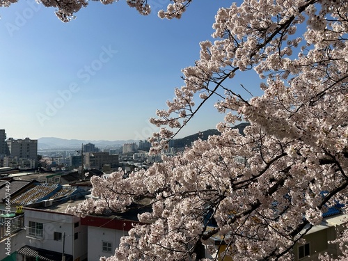 Foto 개금벚꽃길 위에서 찍은 봄의 대표적인 벚꽃 풍경! 도심과 어우러져서 더욱 멋진!!