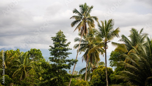 beautiful and amazing green trees