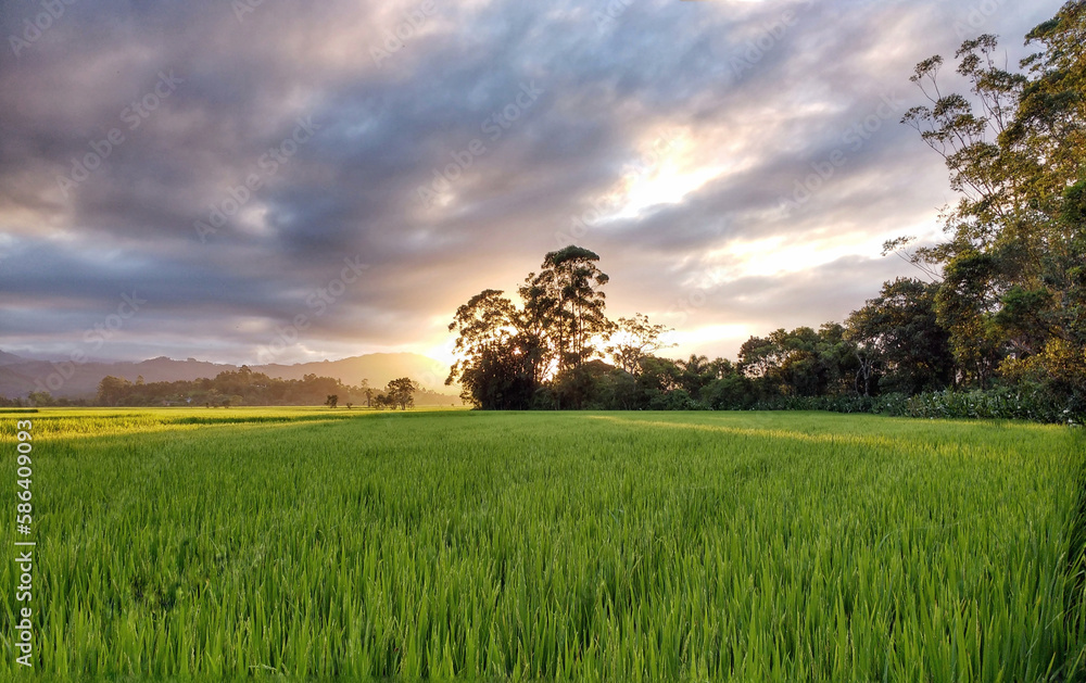 A beautiful sunset in the beautiful rice fields, where the sun hides behind the trees.