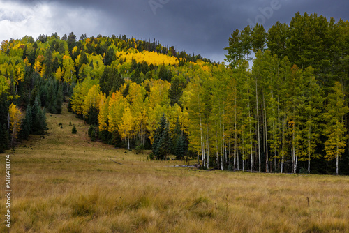 A diverse forest grows on a volcanic knoll in the White Mountains of Arizona. photo