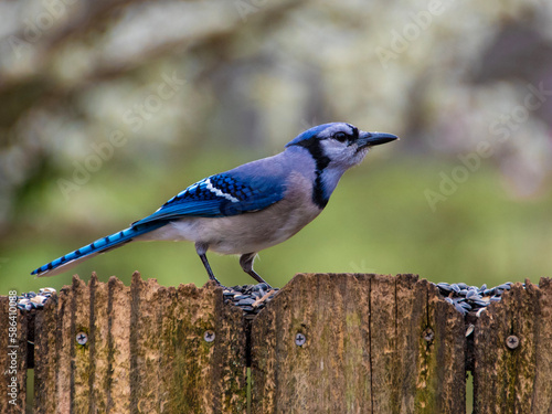 blue jay on a fence  © Brian