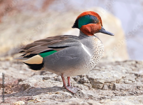 Green-winged Teal portrait, Quebec, Canada photo