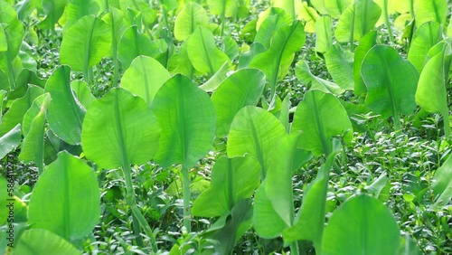 Limnocharis flava (Also known Genjer, kelayan, eceng, limnocharis, sawah-flower rush) in nature. grows generally wherever there is not very deep stagnant fresh water, in swampy areas photo