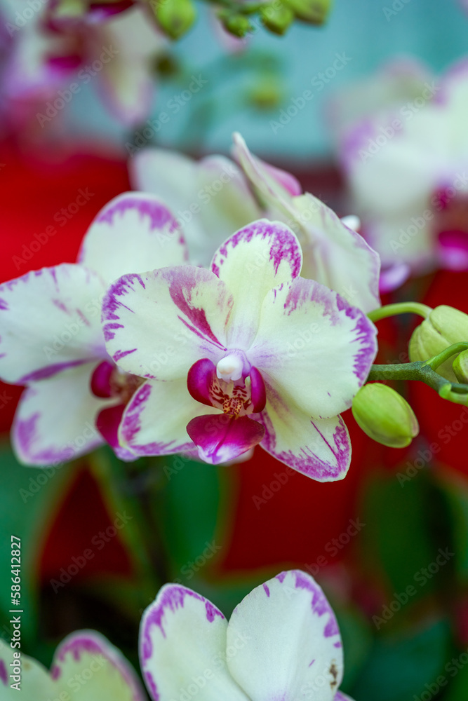 Various Phalaenopsis orchids in the flower market Various Phalaenopsis orchids in the flower market