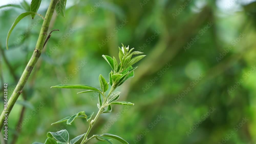 Green pigeon pea (also called Gude, kacang gude, kacang kayo,, kacang bali, Cajanus cajan, red gram, tur, pwa kongo, gungo peas) leaves with a natural background. Green pigeon pea (also called Gude, kacang gude, kacang kayo,, kacang bali, Cajanus cajan, red gram, tur, pwa kongo, gungo peas) leaves with a natural background.