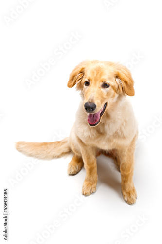 Isolated blond hovawart puppy. Studio shot of a cute Hovawart puppy. golden retriever puppy. 5 month old puppy