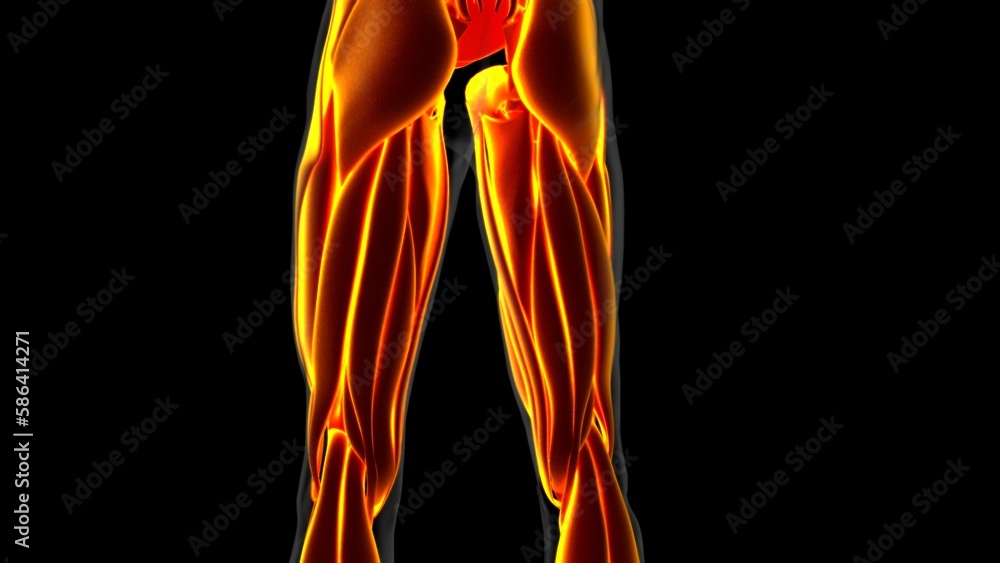 Human Muscle Anatomy For Medical Concept 3D Illustration Human Muscle Anatomy For Medical Concept 3D Illustration
