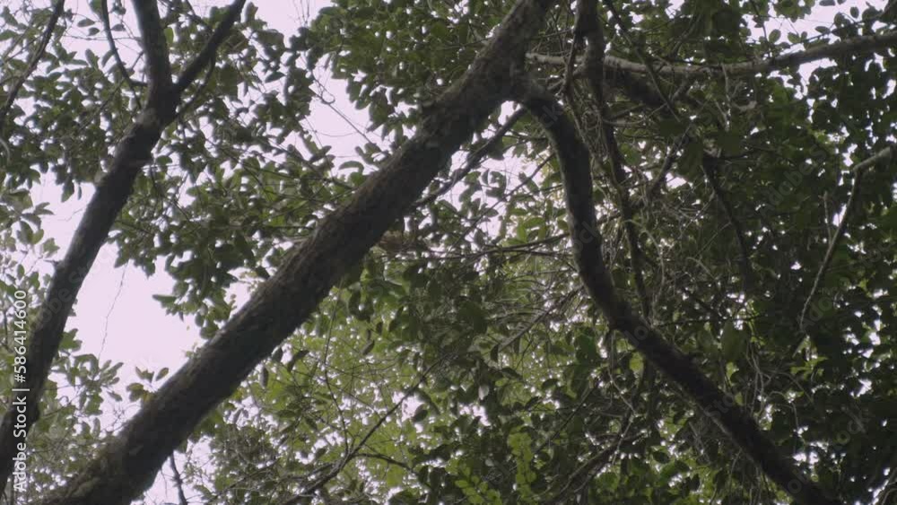 Athletic monkey leaps between trees in the Llanos Orientale region of Colombia, showcasing the incredible athleticism and agility of these creatures in their natural habitat. Athletic monkey leaps between trees in the Llanos Orientale region of Colombia, showcasing the incredible athleticism and agility of these creatures in their natural habitat.