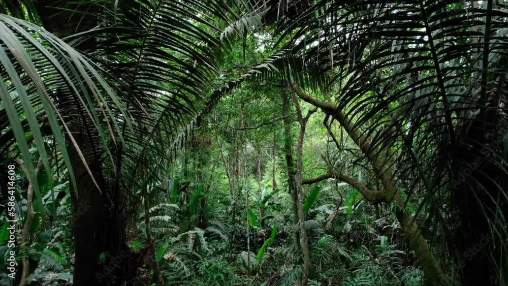 wide and closeup view of inside the forest reveals a world of wonders - towering trees, rustling leaves, and the chirping of birds, all coming together to create a sense of serenity and awe. wide and closeup view of inside the forest reveals a world of wonders - towering trees, rustling leaves, and the chirping of birds, all coming together to create a sense of serenity and awe.