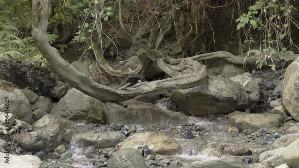 Water flows through stones and trunks in Colombian forest, creating harmony and nurturing nature. Water flows through stones and trunks in Colombian forest, creating harmony and nurturing nature.