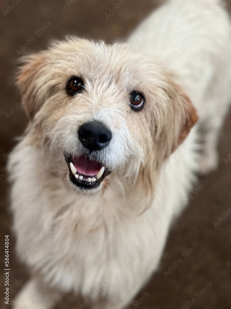 Happy dog Happy dog