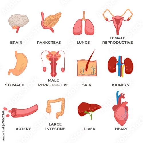 Organs of human body, systems and structures part