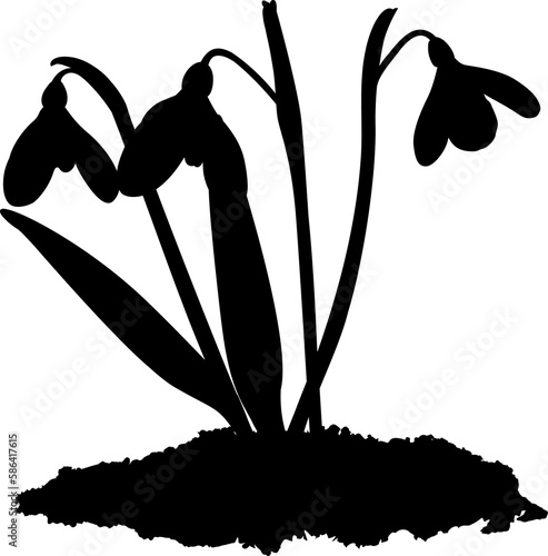 Illustration of three shoots of early first spring flowers snowdrops in snow. Shape.
Galánthus nivális graphic. Illustration of three flowers snowdrops on transparent background.