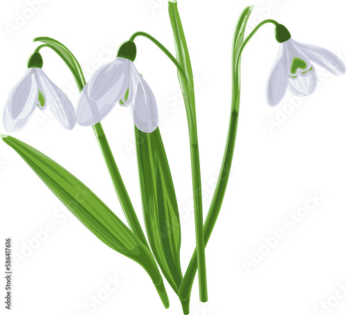 Illustration of three shoots of early first spring flowers snowdrops. 
Galánthus nivális graphic. Illustration of three flowers snowdrops on transparent background.
Illustrations of flowers
