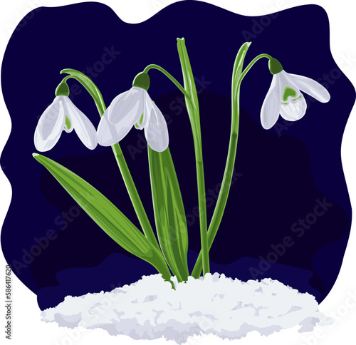 Vector illustration of three shoots of early first spring flowers snowdrops in snow. Galánthus nivális vector graphic on dark background. Illustration of three flowers snowdrops in vector.