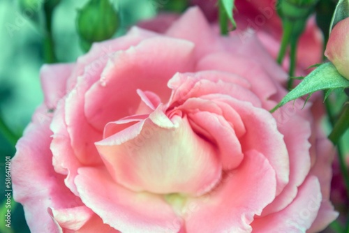 A close-up of a tender pink rose flower.

