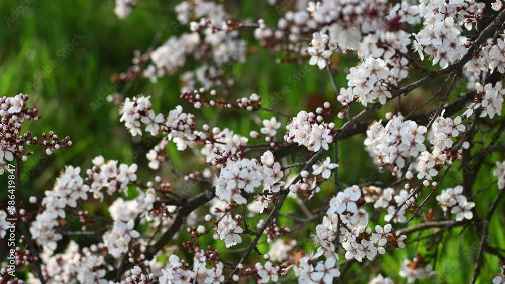 Full blooming of cherry flowers in a sunny spring day Full blooming of cherry flowers in a sunny spring day