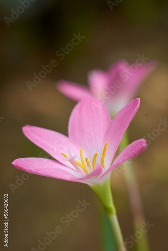 close-up of rain lilies or zephyr lilies, also known as cuban zephyr lilies or rose fairy lilies which bloom only after heavy rain, small tropical and ornamental pink flower in garden, selective focus
