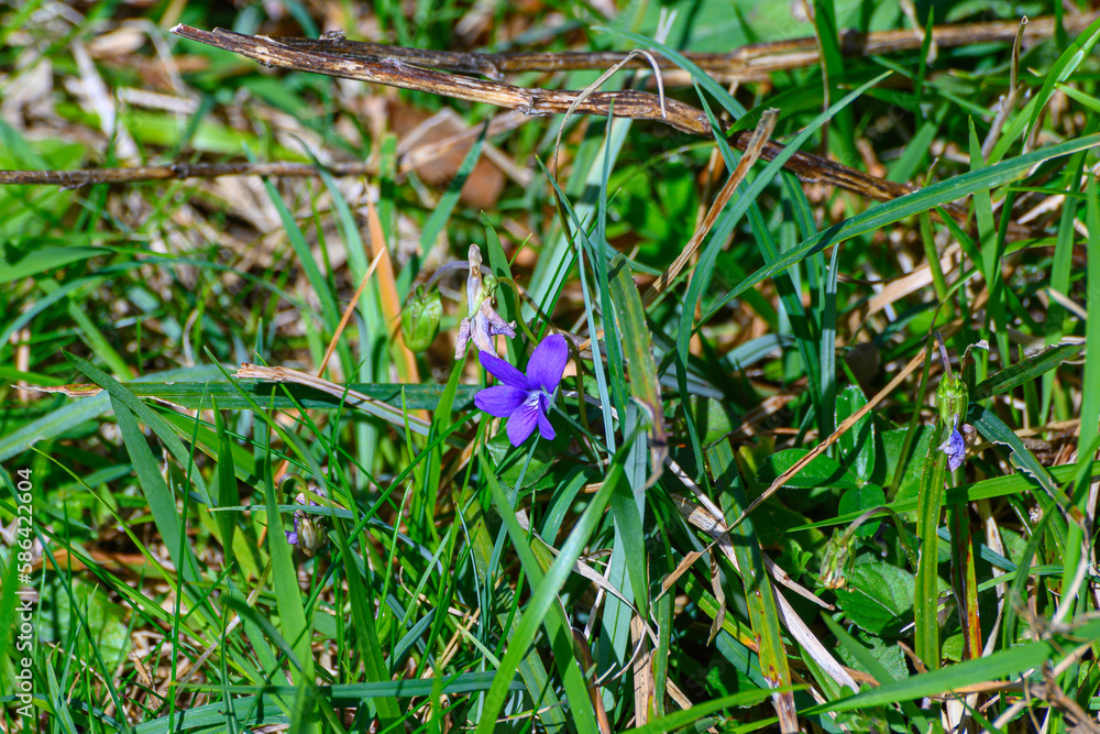 a small wild purple flower lost in the green grass of early spring a small wild purple flower lost in the green grass of early spring