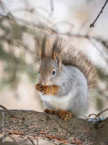 The squirrel with nut sits on tree in the winter or late autumn