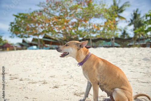 A beige dog on a beach of Pamilacan Island in the Philippines, white sand and trees in the background.