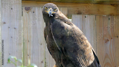 Hawks Falcons and buzzards in open cage in uk photo