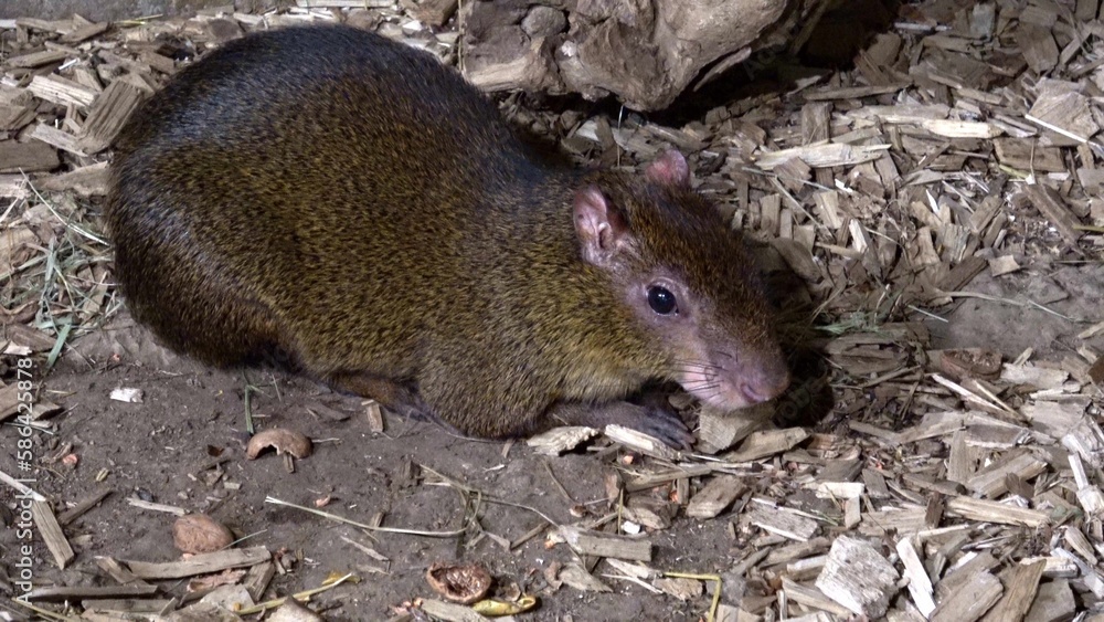Azara's agouti (Dasyprocta azarae) is a South American agouti species from the family Dasyproctidae. Azara's agouti (Dasyprocta azarae) is a South American agouti species from the family Dasyproctidae.