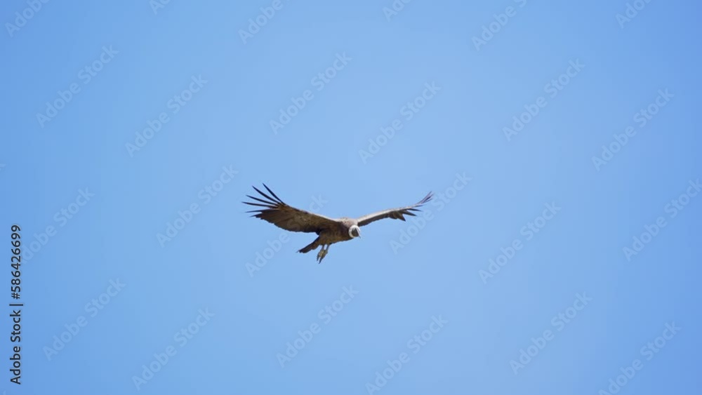 Andean condor in flight with blue sky. Natural habitat in the andes mountains. Slow motion. Andean condor in flight with blue sky. Natural habitat in the andes mountains. Slow motion.