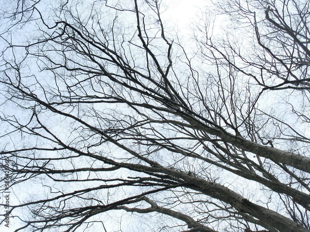 Dark branches of a tree on a background of blue sky. Dramatic landscape.Texture blue sky in autumn and spring season. Dark branches of a tree on a background of blue sky. Dramatic landscape.Texture blue sky in autumn and spring season.
