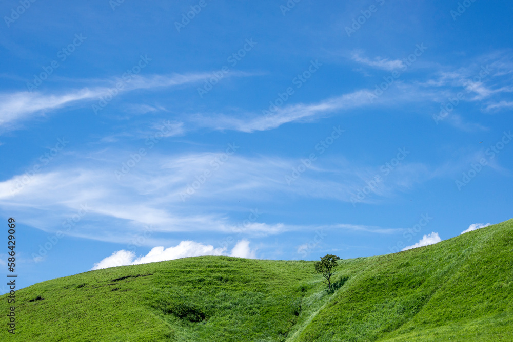 夏の高原 夏の高原