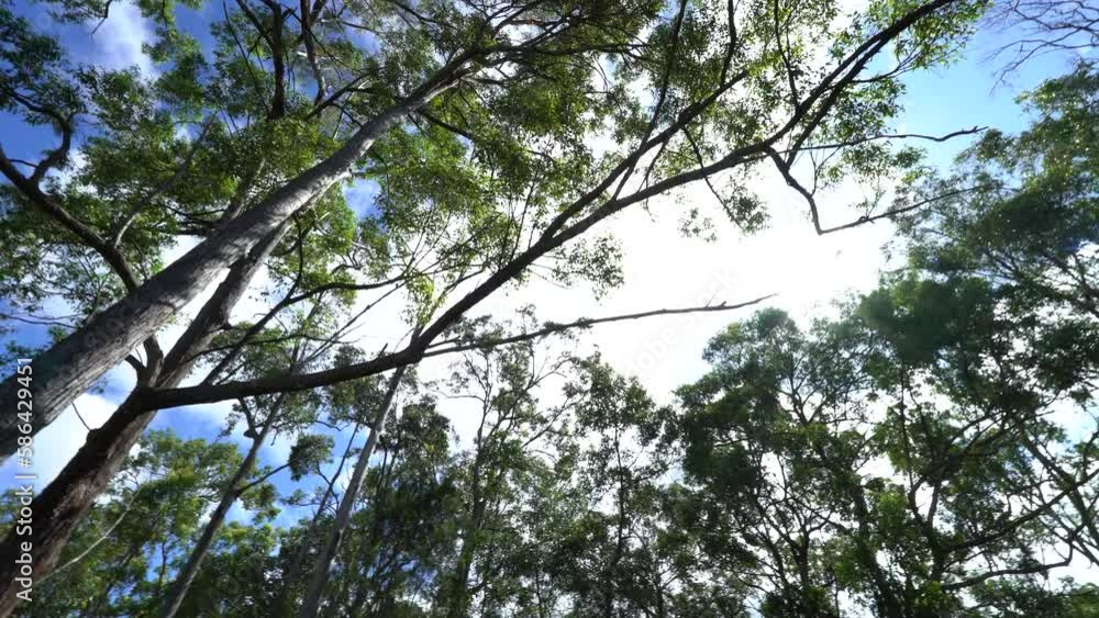 Australian Bush Gum Tree Canopy and Blue Sky 4K Australian Bush Gum Tree Canopy and Blue Sky 4K