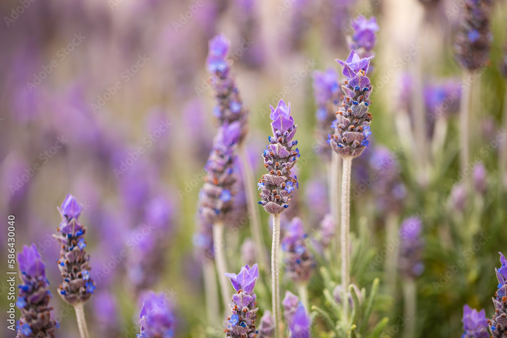 Closeup Macro of Lavender herb plant blooming with bokeh background Closeup Macro of Lavender herb plant blooming with bokeh background