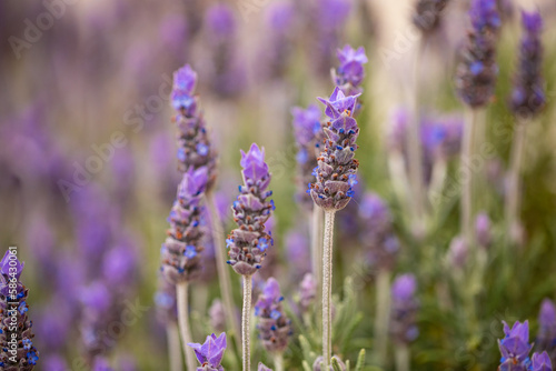 Close-up  Lavender herb plant blooming with soft focus background