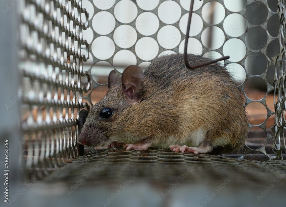 Rat in cage mousetrap, Mouse finding a way out of being confined ...