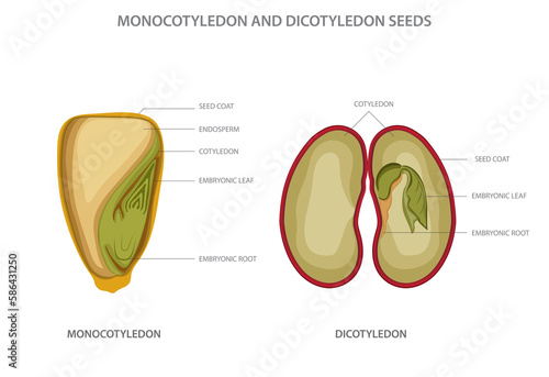 Monocotyledon and dicotyledon seeds,  monocots having one seed leaf and dicots having two leaf