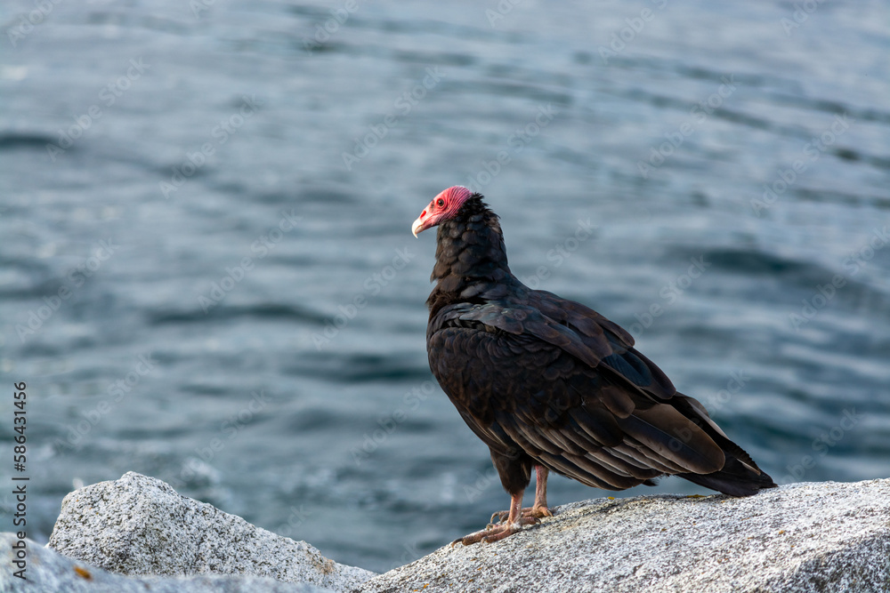 Jote de cabeza colorada (Cathartes aura) Jote de cabeza colorada (Cathartes aura)