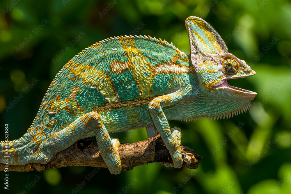 The veiled chameleon (Chamaeleo calyptratus) is a species of chameleon (family Chamaeleonidae) native to the Arabian Peninsula The veiled chameleon (Chamaeleo calyptratus) is a species of chameleon (family Chamaeleonidae) native to the Arabian Peninsula
