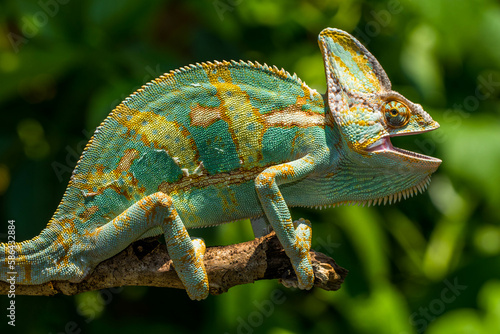 The veiled chameleon (Chamaeleo calyptratus) is a species of chameleon (family Chamaeleonidae) native to the Arabian Peninsula