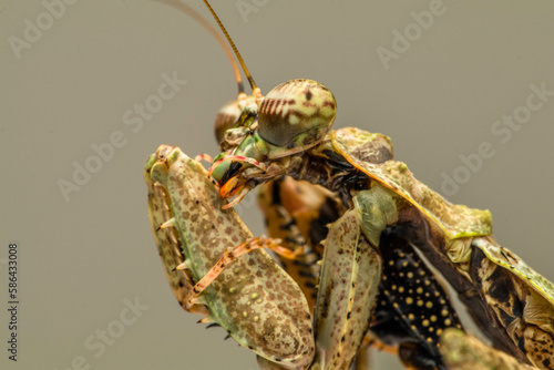 The Moss Mantis (Majangella moultoni). Being a mantis it is naturally a predator, and one with complete ambush on its side photo