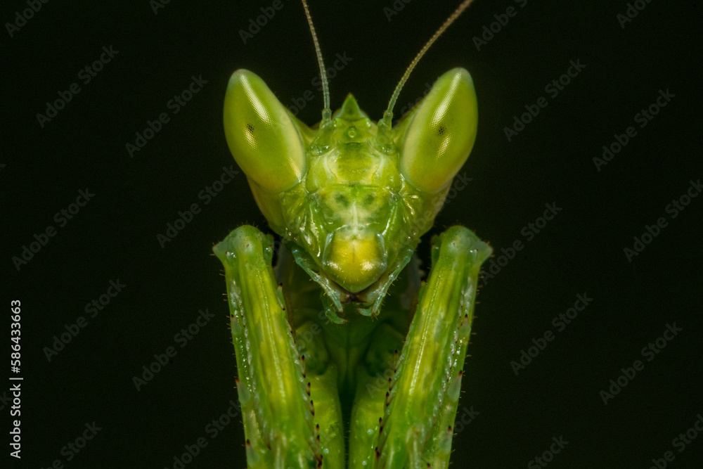 Creobroter gemmatus, common name jeweled flower mantis, is a species of praying mantis native to Asia
