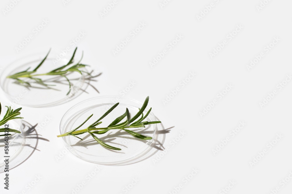 Fototapeta premium Essential oil with rosemary leaves in petri dishes on white background.