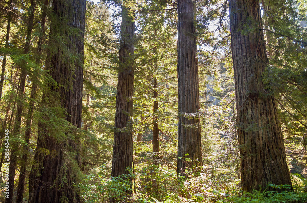 Fototapeta premium Towering Redwoods at Redwood National Park