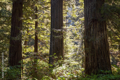 Towering Redwoods at Redwood National Park