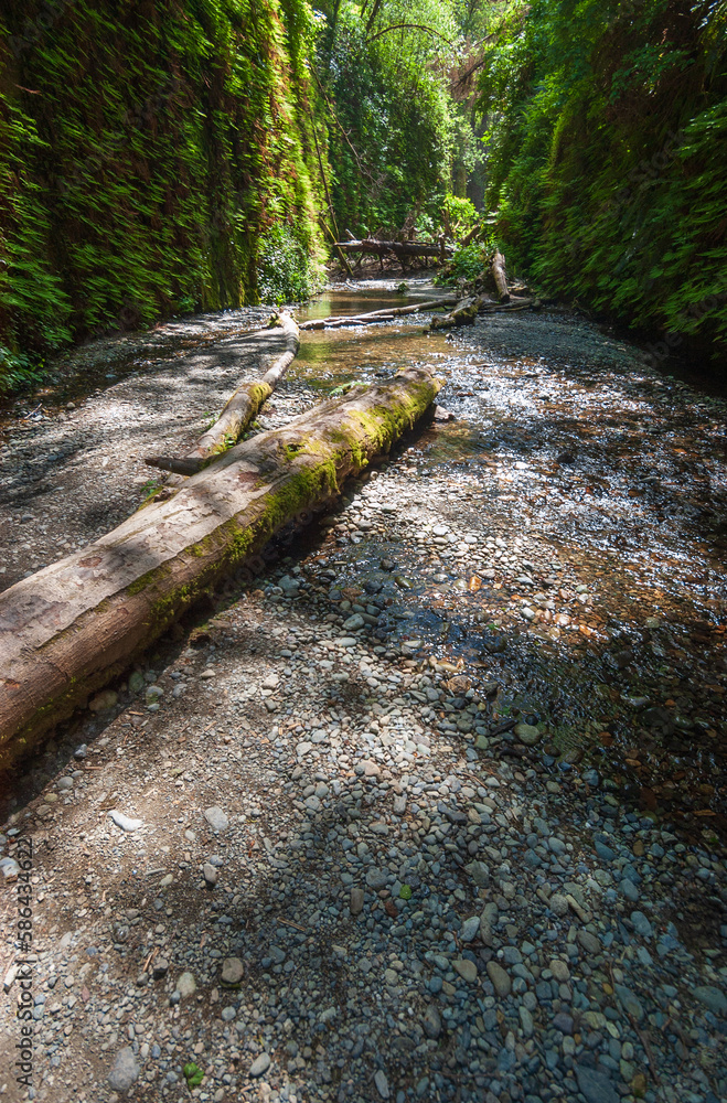 Fototapeta premium Fern Canyon at Redwood National Park