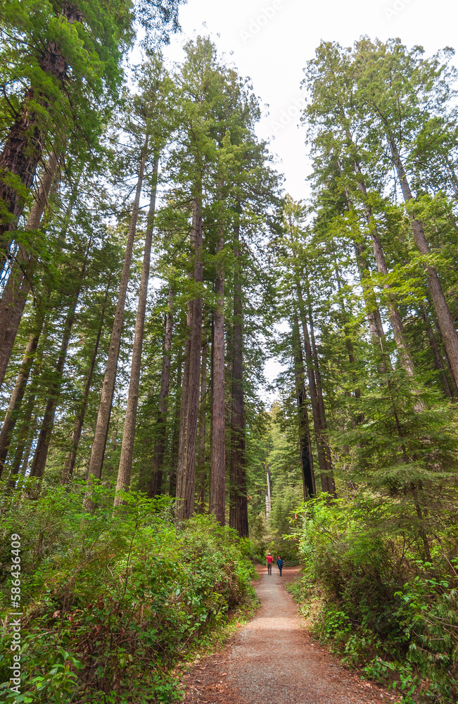 Towering Redwoods at Redwood National Park