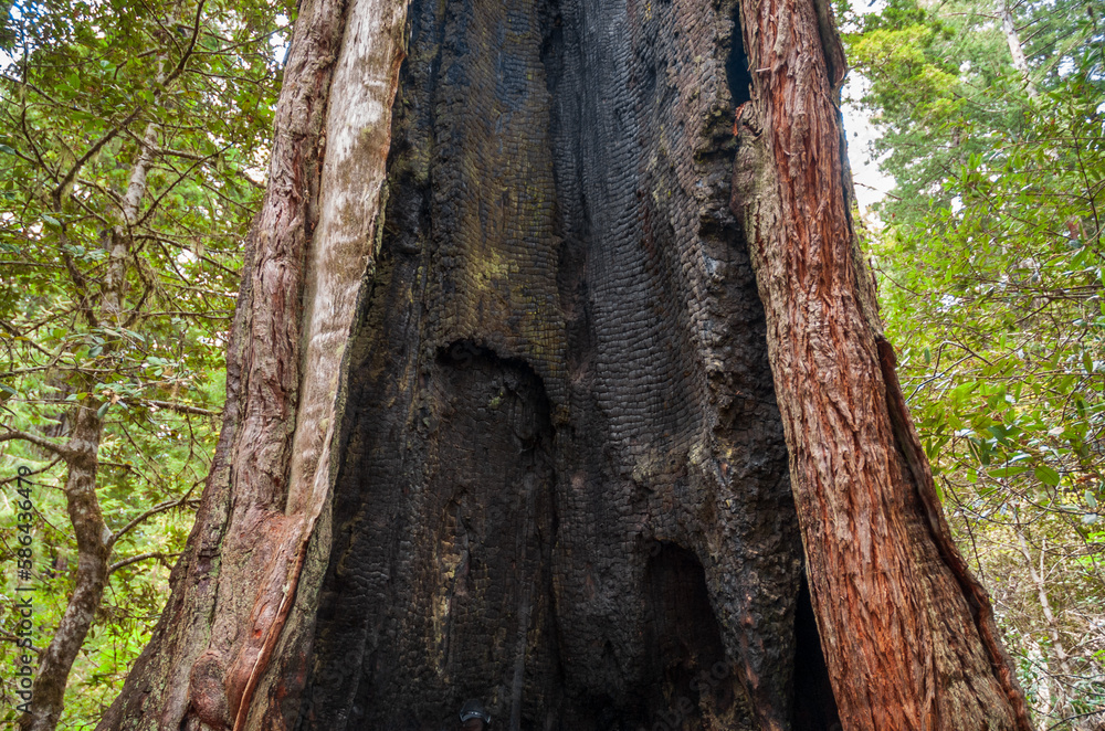 Towering Redwoods at Redwood National Park Towering Redwoods at Redwood National Park
